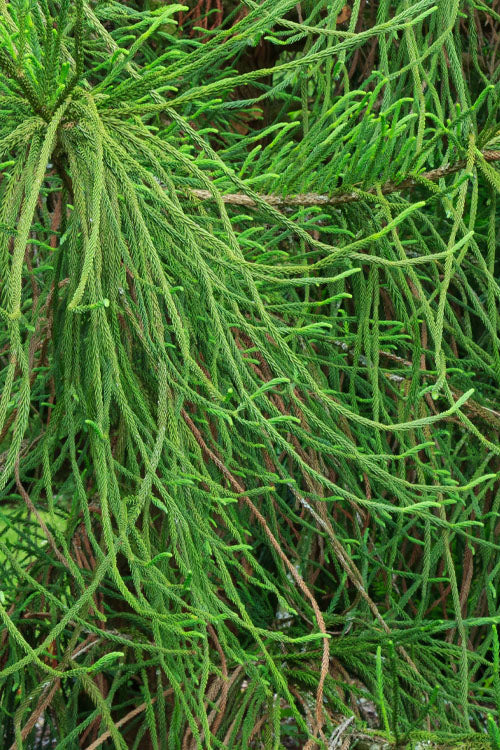  Snake Branch Japanese Cedar - Cryptomeria Japonica 'Araucarioides' - 7 Gallon Pot
