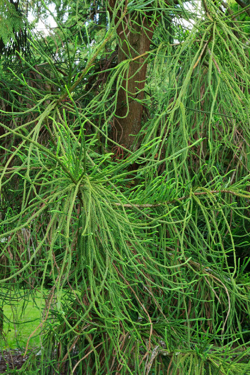  Snake Branch Japanese Cedar - Cryptomeria Japonica 'Araucarioides' - 1 Gallon Pot