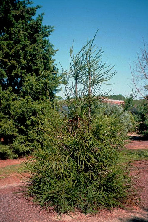  Snake Branch Japanese Cedar - Cryptomeria Japonica 'Araucarioides' - 3 Gallon Pot
