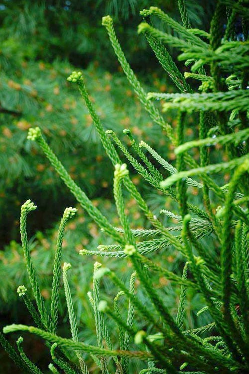  Snake Branch Japanese Cedar - Cryptomeria Japonica 'Araucarioides' - 3 Gallon Pot
