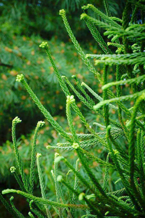  Snake Branch Japanese Cedar - Cryptomeria Japonica 'Araucarioides' - 3 Gallon Pot