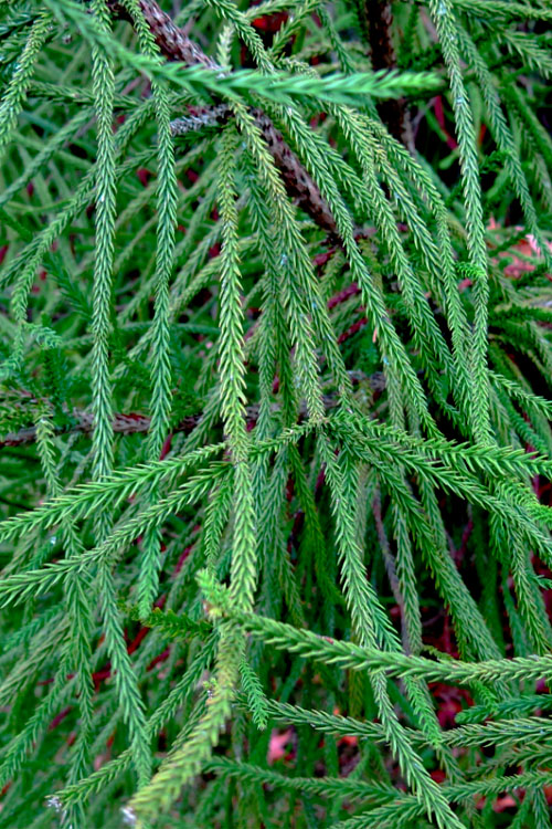  Snake Branch Japanese Cedar - Cryptomeria Japonica 'Araucarioides' - 3 Gallon Pot