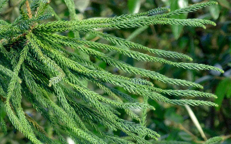  Snake Branch Japanese Cedar - Cryptomeria Japonica 'Araucarioides' - 3 Gallon Pot (2.5-3')