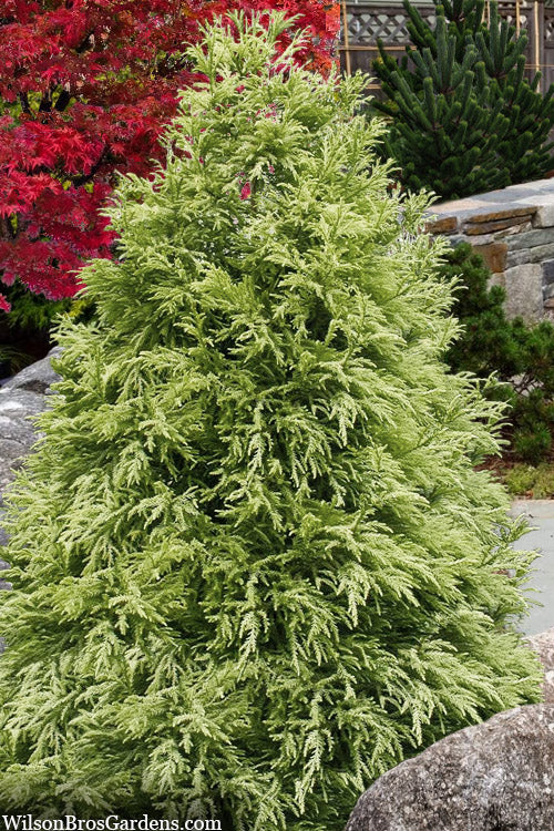  Barabits Gold Cryptomeria (Japanese Cedar) - 3 Gallon Pot