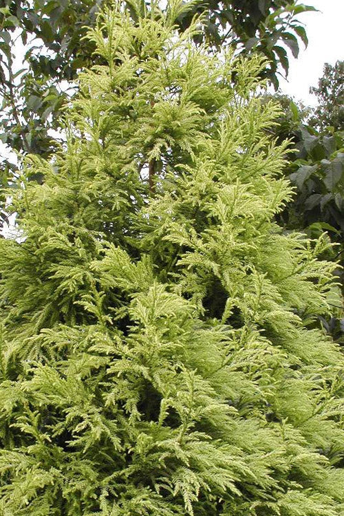  Barabits Gold Cryptomeria (Japanese Cedar) - 1 Gallon Pot
