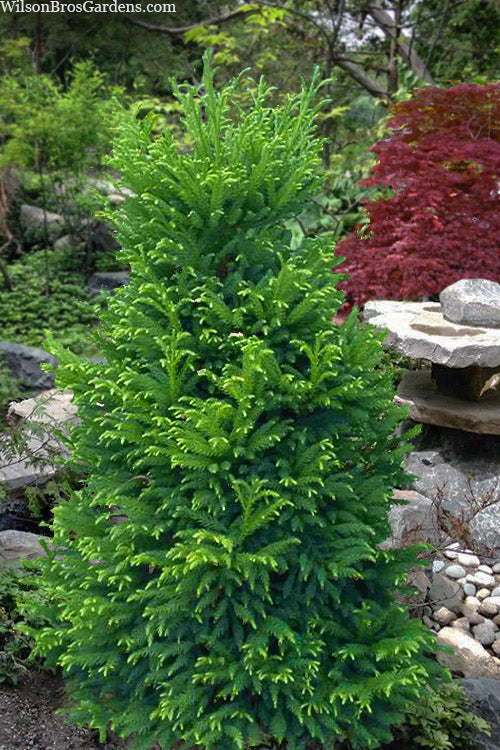  Giokumo Dwarf Pyramidal Cryptomeria (Japanese Cedar) - 3 Gallon Pot