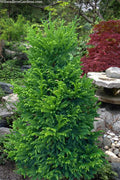  Giokumo Dwarf Pyramidal Cryptomeria (Japanese Cedar) - 3 Gallon Pot