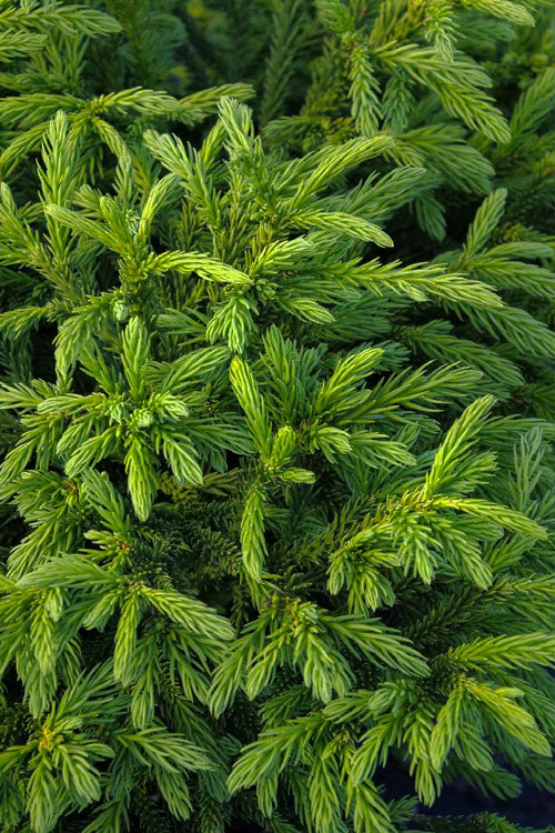  Giokumo Dwarf Pyramidal Cryptomeria (Japanese Cedar) - 3 Gallon Pot
