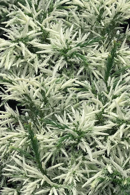  Knapton White-Tipped Japanese Cedar (Cryptomeria) - 2 Gallon Pot