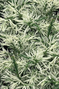  Knapton White-Tipped Japanese Cedar (Cryptomeria) - 2 Gallon Pot