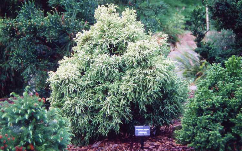  Knapton White-Tipped Japanese Cedar (Cryptomeria) - 2 Gallon Pot