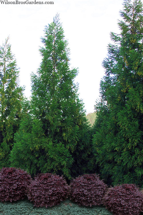  Radicans Cryptomeria (Japanese Cedar) - 7 Gallon Pot (4-5')