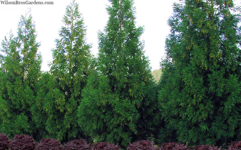  Radicans Cryptomeria (Japanese Cedar) - 7 Gallon Pot (4-5')