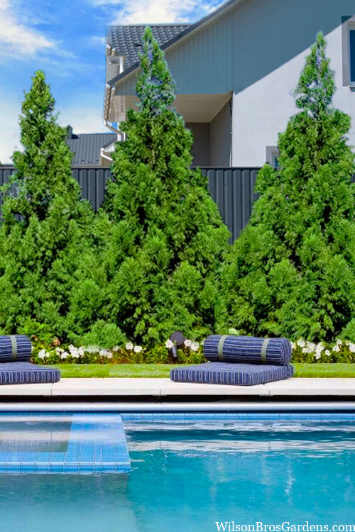  Radicans Cryptomeria (Japanese Cedar) - 1 Gallon Pot