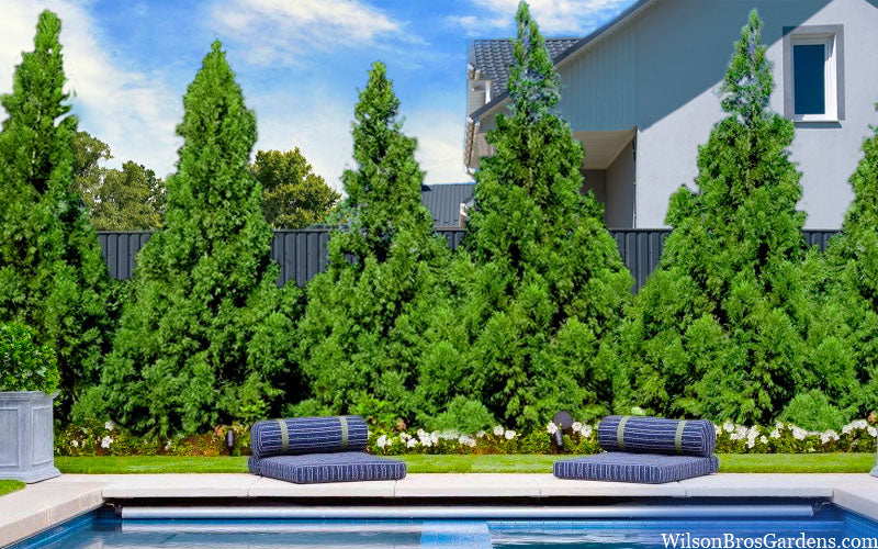  Radicans Cryptomeria (Japanese Cedar) - 1 Gallon Pot