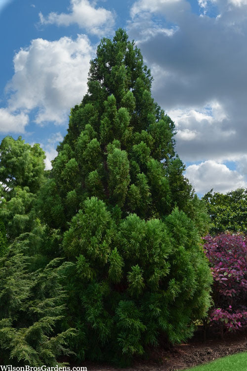  Radicans Cryptomeria (Japanese Cedar) - 3 Gallon Pot