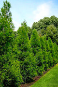  Radicans Cryptomeria (Japanese Cedar) - 1 Gallon Pot