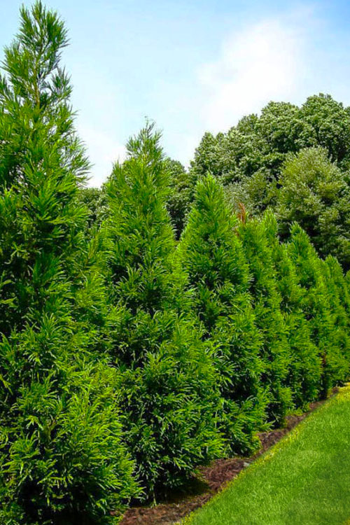  Radicans Cryptomeria (Japanese Cedar) - 1 Gallon Pot