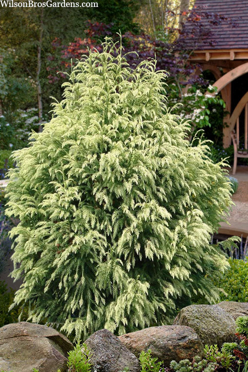  Sekkan Sugi Golden Cryptomeria (Japanese Cedar) - 2 Gallon Pot