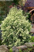  Sekkan Sugi Golden Cryptomeria (Japanese Cedar) - 5 Gallon Pot