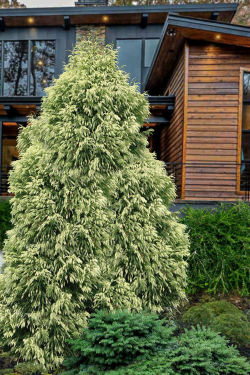  Sekkan Sugi Golden Cryptomeria (Japanese Cedar) - 2 Gallon Pot