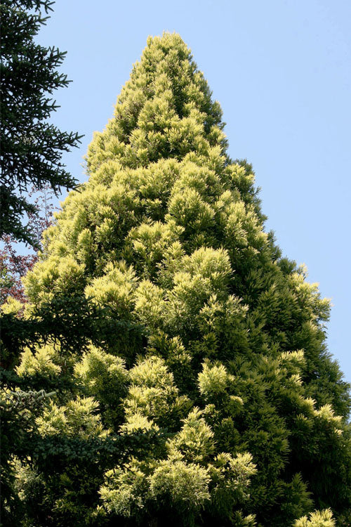  Sekkan Sugi Golden Cryptomeria (Japanese Cedar) - 5 Gallon Pot