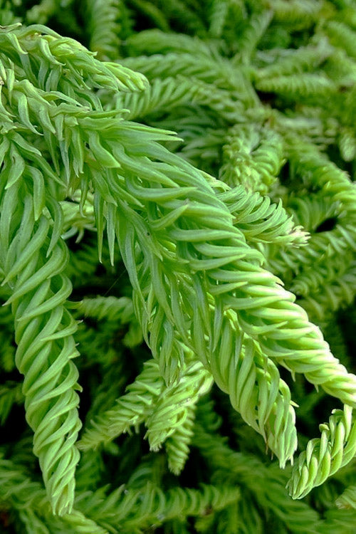  Spiralis Cryptomeria (Japanese Cedar) -2 Gallon Pot