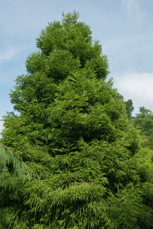  Spiralis Cryptomeria (Japanese Cedar) -2 Gallon Pot