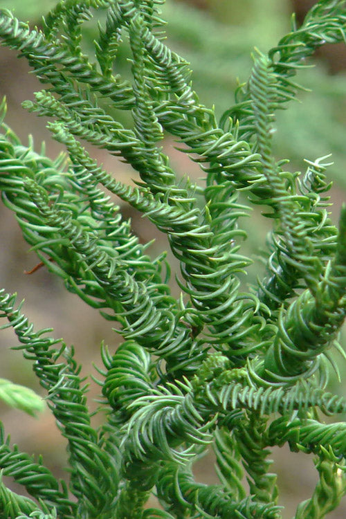  Spiralis Cryptomeria (Japanese Cedar) -3 Gallon Pot