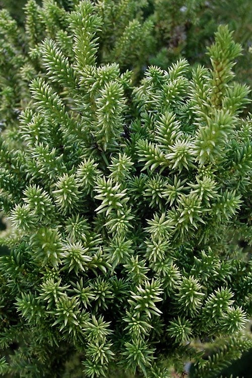  Vilmorin's Dwarf Cryptomeria (Japanese Cedar) - 1 Gallon Pot 