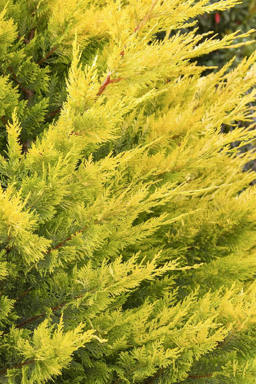  Gold Rider Golden Leyland Cypress - 5 Gallon Pot