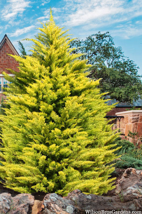  Gold Rider Golden Leyland Cypress - 5 Gallon Pot