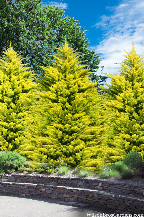 Gold Rider Golden Leyland Cypress - 3 Gallon Pot