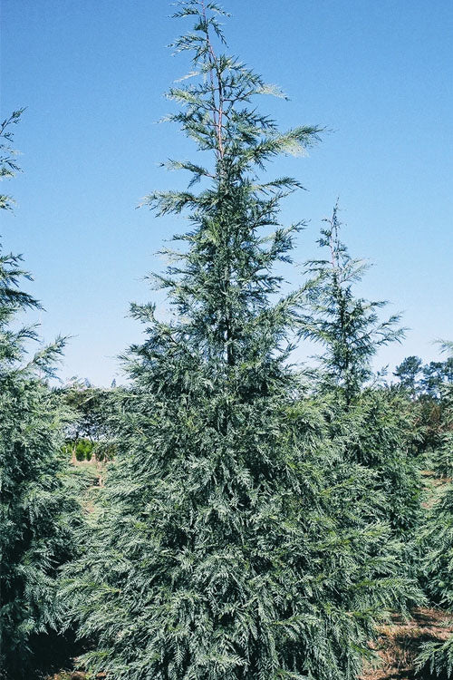  Naylor's Blue Leyland Cypress - 1 Gallon Pot