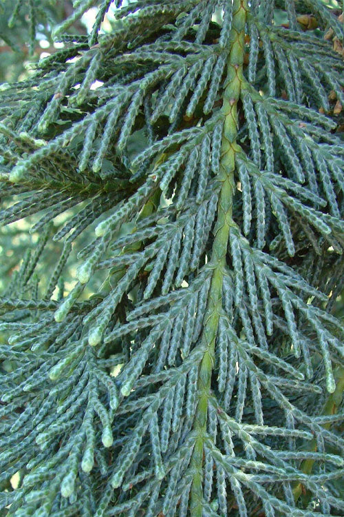 Naylor's Blue Leyland Cypress - 1 Gallon Pot