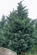  Naylor's Blue Leyland Cypress - 3 Gallon Pot