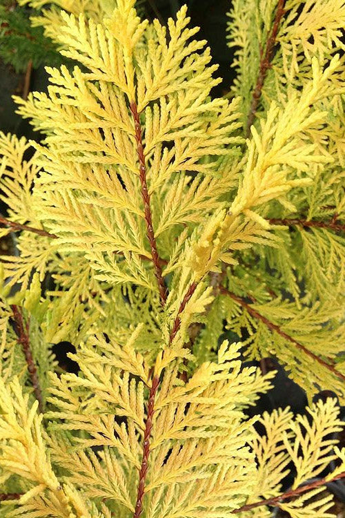  Robinson's Gold Leyland Cypress - 1 Gallon Pot