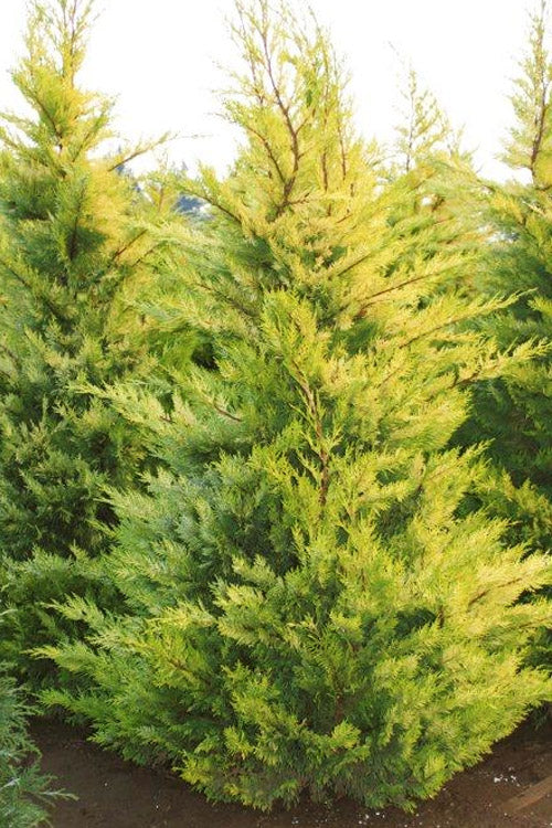  Robinson's Gold Leyland Cypress - 1 Gallon Pot