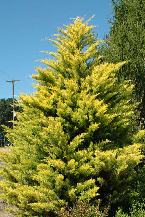  Robinson's Gold Leyland Cypress - 6 Pack Of 1 Gallon Pots