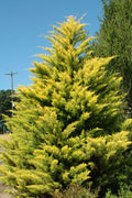  Robinson's Gold Leyland Cypress - 1 Gallon Pot