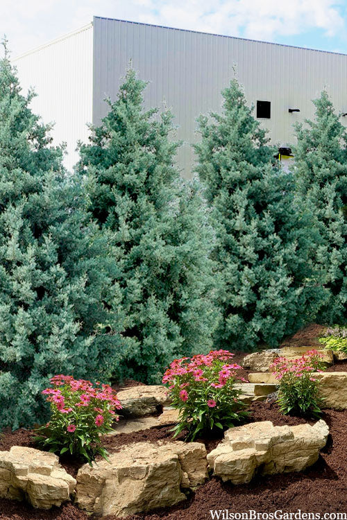  Carolina Sapphire Arizona Cypress - 7 Gallon Pot (6-7')