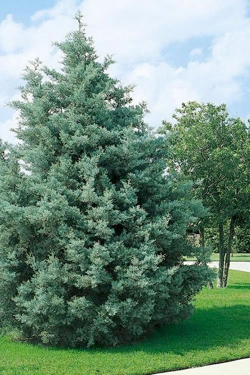  Carolina Sapphire Arizona Cypress - 7 Gallon Pot (6-7')
