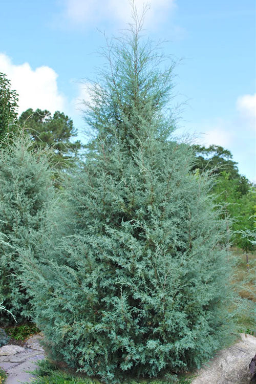  Carolina Sapphire Arizona Cypress - 7 Gallon Pot (6-7')