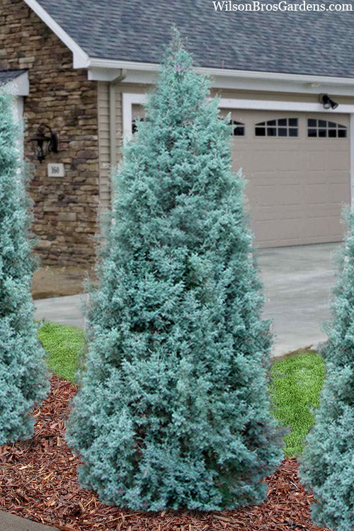  Blue Ice Arizona Cypress - 7 Gallon Pot (3.5-4')