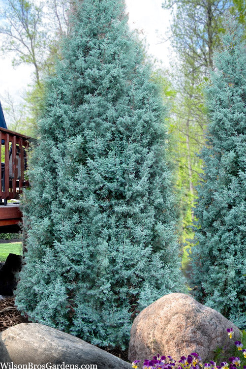  Blue Ice Arizona Cypress - 3 Gallon Pot (SALE)