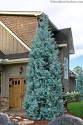  Blue Ice Arizona Cypress - 3 Gallon Pot