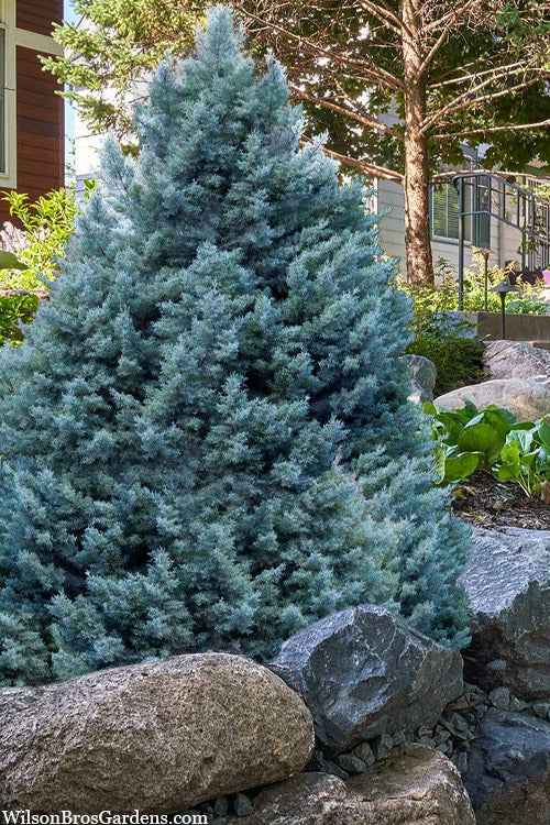  Blue Steel Arizona Cypress Tree - 7 Gallon Pot (5-6')