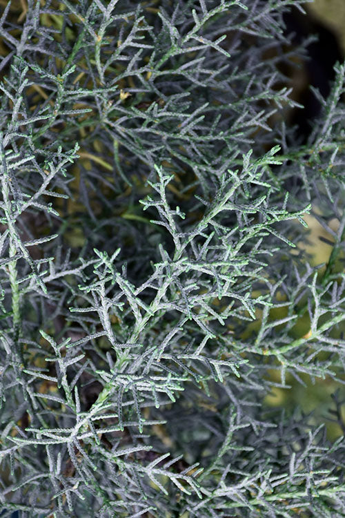  Blue Steel Arizona Cypress Tree - 7 Gallon Pot (4-5')