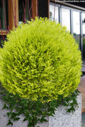  Goldcrest Monterey Lemon Cypress (Globe Form) - 2 Gallon Pot