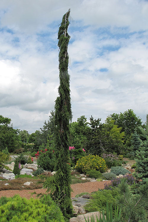  Van Den Akker Nootka Cypress - 6 Gallon Pot